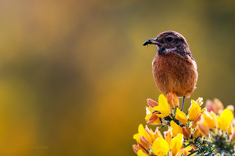 Saxicola rubicola Stonechat having a bite to eat